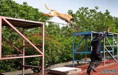 图片新闻:开展警犬实战大练兵，护航水运经济发展