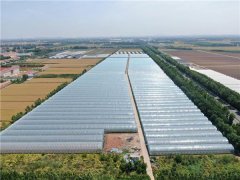 青岛莱西：沽河街道党建赋能共富路 打造更优营商环境