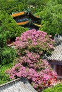 青岛崂山600年紫薇开花 演绎夏日浪漫