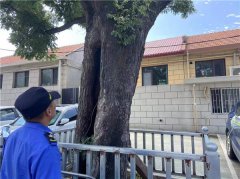 青岛崂山加强古树名木执法检查 保护国家自然资源