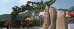 青岛莱西：交运旅游重磅推出大泽山葡萄采摘一日游