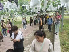 青岛莱西交通发展公司大泽山吃葡萄 首发85人尝鲜