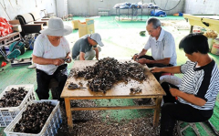 小小鸡枞菌撑起村民“致富伞” ——金庄镇南玉沟村第一书记帮扶村里发展食用菌特色产业