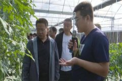 青岛莱西：沽河街道持续优化营商环境 以特色农业推动乡村振兴发展