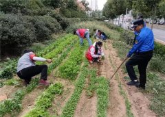 青岛西海岸新区隐珠街道：集中整治“毁绿种菜” 执法队员“还绿于民”