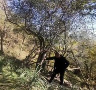 青岛崂山区发现珍稀树种小叶胡颓子 积极开展种质资源保护工作