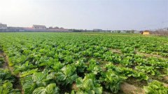 青岛“胶州大白菜”上榜“国字号”名录