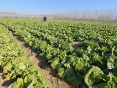 胶州市大白菜研究所100亩白菜正在采收中，近几日陆续上市