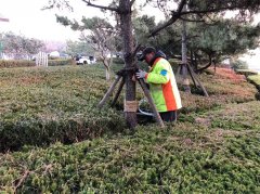 青岛崂山区加强冬季绿化养护，让绿植安全“越冬”