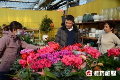 山东潍坊：迎新年，花卉饰品销售旺