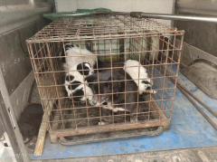 青岛西海岸新区隐珠街道：抓捕流浪犬只 共建文明家园