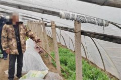把罂粟苗当“蘸酱菜”？无知老人因此获刑