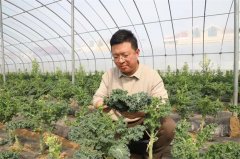 小绿叶 大作为丨青岛莱西沽河街道青年返乡创业助力乡村振兴