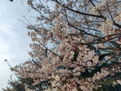 暮春时节 繁花盛开 ，青岛市崂山区赏花地图来啦！