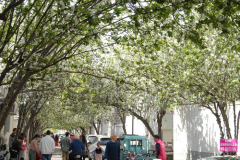 青岛即墨：海棠花一条街成市民网红打卡地