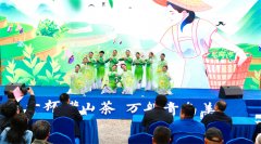 崂山春茶开采 新叶又有“新味” 第十九届崂山茶节暨第三届崂山茶谷雨开采节开幕