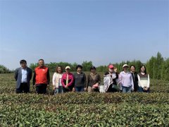 青岛莱西河头店镇开展“兵妈妈”品青莱茶香母亲节活动