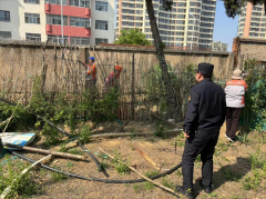 青岛西海岸新区隐珠街道：整治毁绿种菜 守护城市绿地