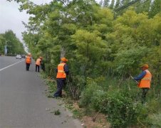 青岛莱西沽河街道：及时修剪枯死树木  “剪”除出行安全隐患