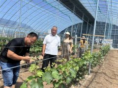 青岛莱西沽河街道庄扶新村果蔬大棚产业园收获共富“第一桶金”