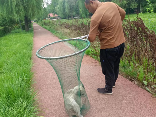 青岛西海岸新区隐珠街道：开展流浪犬抓捕行动 营造安全和谐社区环境