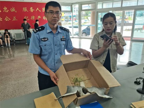 青岛市公安局海岸警察支队唐岛湾派出所民警及时救助一只保护动物海鸥