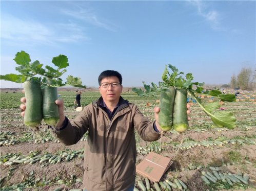 青岛平度市仁兆镇：水果萝卜每斤十元“高调”上市