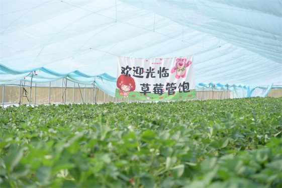 胶州市洋河镇打造“山水洋河 四季有约” 特色旅游小镇提振乡村振兴 “莓”力“食”足