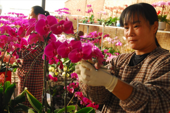 山东即墨：蝴蝶兰花开 俏销春节市场