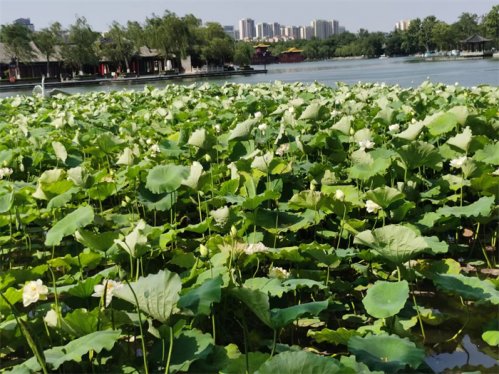 莱西月湖荷花开正艳，乘公交去赏荷打卡吧！