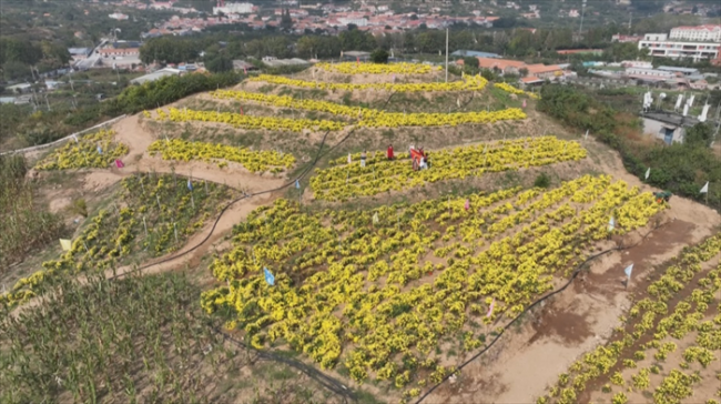 青岛市崂山区：花果为媒促振兴 百果溪谷树农文旅融合新标杆