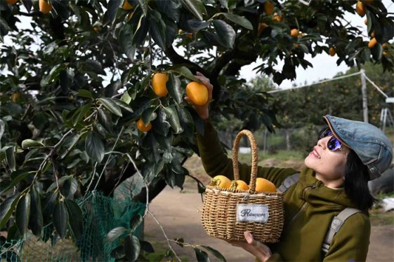 山东即墨：鹤山柿子迎来成熟采摘季 游客享受采摘乐趣