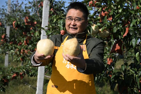 山东即墨：金秋送爽迎丰收 酥梨满枝果农忙