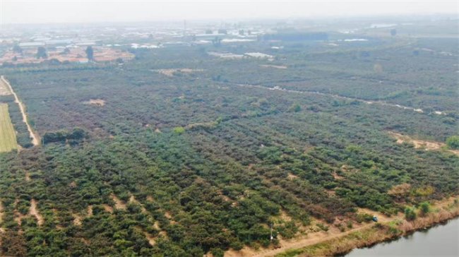 青岛莱西沽河街道:千亩山楂喜丰收 红果映红致富路