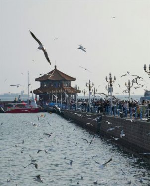 青岛莱西：交运旅游继续开通栈桥“鸥”遇青岛直通车