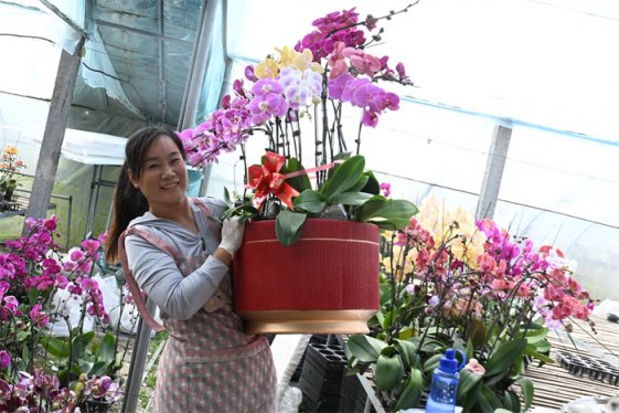 山东即墨:蝴蝶兰“美颜”俏销迎新春