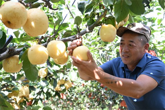 山东即墨：黄金梨丰收  果农笑迎“甜蜜季”