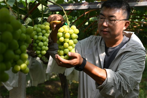 山东即墨：阳光玫瑰葡萄甜蜜上市 芳香四溢令人“萄”醉